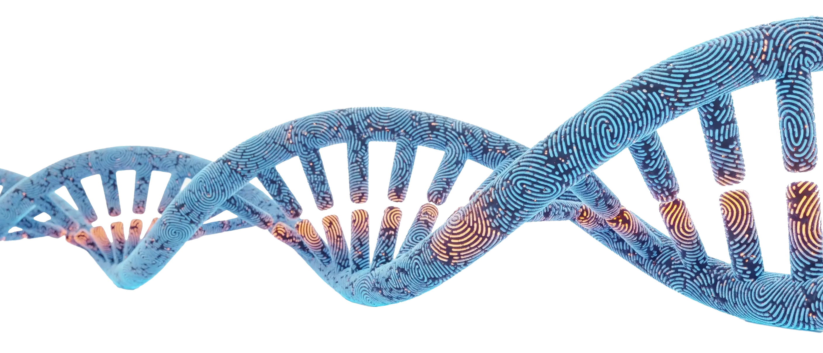 fingerprint genetics